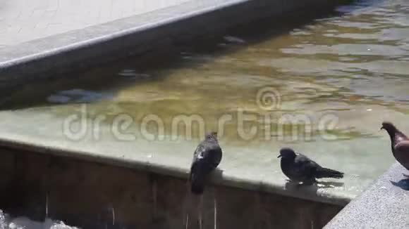 一群城市鸽子在水里游泳视频的预览图
