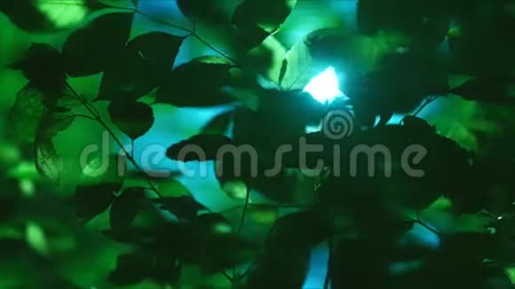 大自然和谐绿树叶子蓝天太阳视频的预览图
