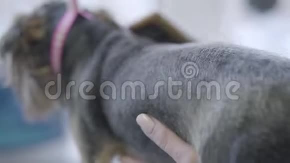 宠物美容师用刷子在美容师沙龙里把灰色的狗毛刷在背上专业动物理发视频的预览图