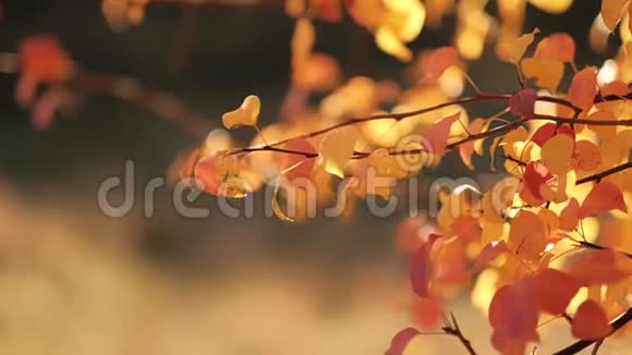 秋天的大自然宁静的金树叶视频的预览图