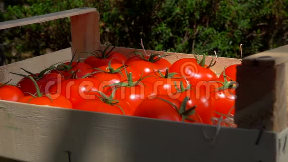把成熟多汁的西红柿放在木箱里视频的预览图