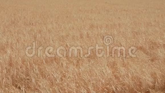 成熟的黑麦在风中摇曳有机食品视频的预览图