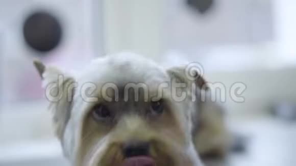 沙龙里可爱的小狗的肖像动物与时尚发型在美容沙龙梳洗的艺术视频的预览图