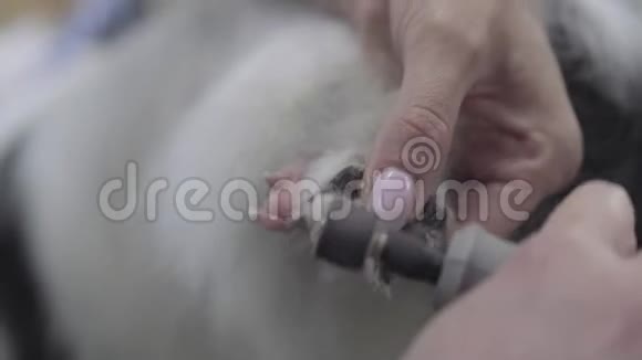 女人用特殊的机器把小狗的指甲剪掉专业的动物护理和造型视频的预览图