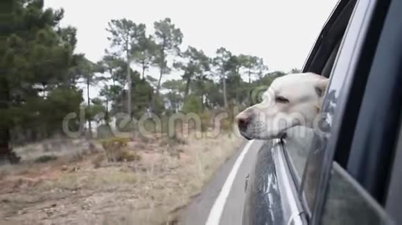 好奇的狗种拉布拉多狗向车窗外望去视频的预览图