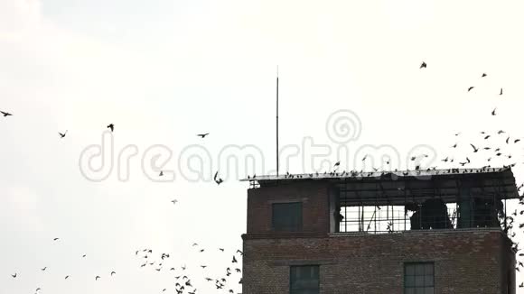 屋顶上一堆鸽子视频的预览图
