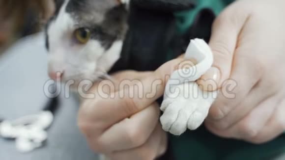一名兽医在不当割掉猫爪后擦拭猫的血液视频的预览图