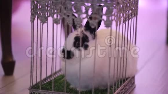 兔子在笼子里度假视频的预览图