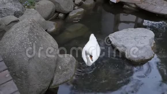 一只美丽的白天鹅在小池塘里静静地游动视频的预览图