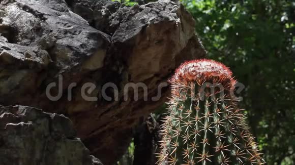 安提瓜岛上的仙人掌和岩石桶视频的预览图