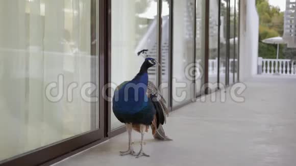 一只美丽的孔雀走在酒店窗户附近向里面望去视频的预览图