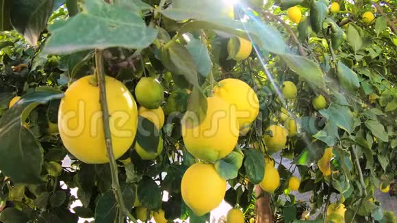 当微风吹过树叶时花园里夏日的一天黄色的柠檬挂在树上视频的预览图