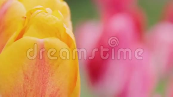 春天草坪上的嫩黄和粉红色郁金香只是家里花园里开着花浪漫的心情漂亮的视频的预览图