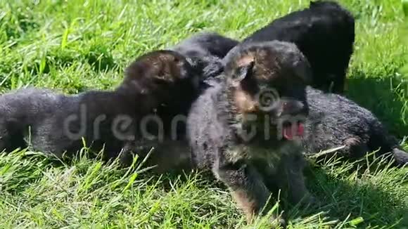 德国牧羊犬在绿草中嬉戏的特写全景视频的预览图