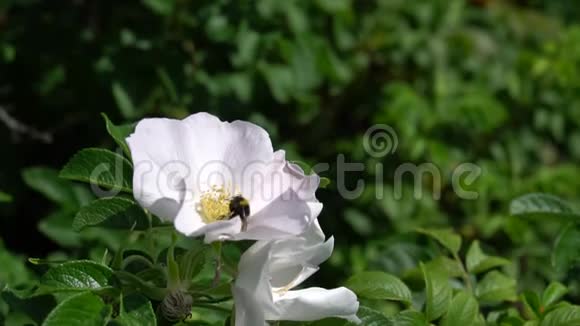大黄蜂在公园或花园的背景上收集白梗芽上的花粉高清镜头录像视频的预览图