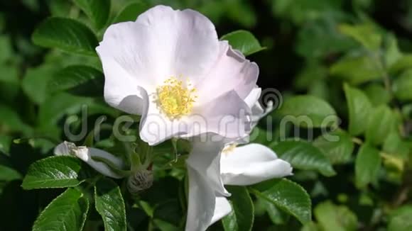 摄像机聚焦在公园或花园里有白色野生玫瑰花蕾的绿色灌木上高清镜头录像视频的预览图