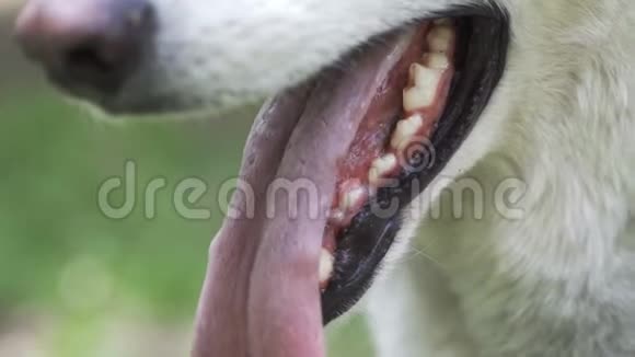口的瑞士牧羊犬特写大牙和大舌可见视频的预览图