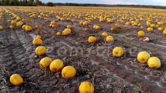 鸟瞰成熟的南瓜躺在地上的田野视频的预览图