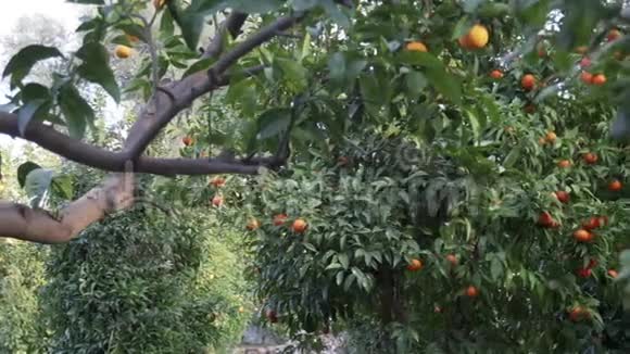 索伦托花园里的橘子树视频的预览图