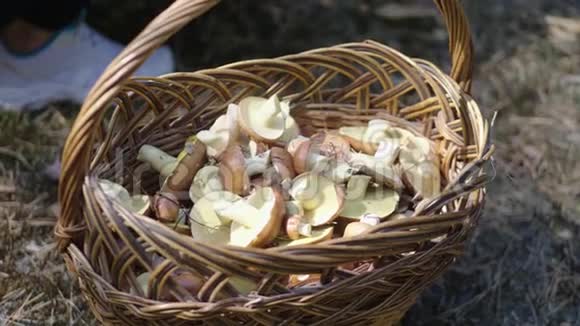 带秋菇的小篮子森林里的蘑菇视频的预览图