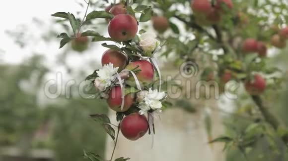 漂亮的结婚花束挂在苹果树上视频的预览图