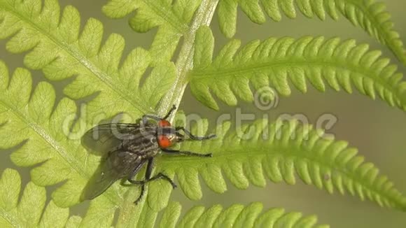 一只眼睛红红的苍蝇在蕨叶上搓着爪子视频的预览图