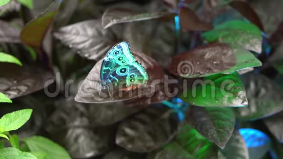 蓝色大叶绿蝴蝶的特写镜头坐在棕红色的植物叶子上从上面看视频的预览图