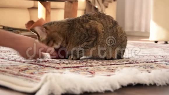 欧洲家猫在地毯上玩耍视频的预览图