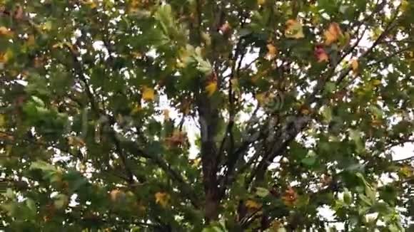 树叶在微风中摇动视频的预览图