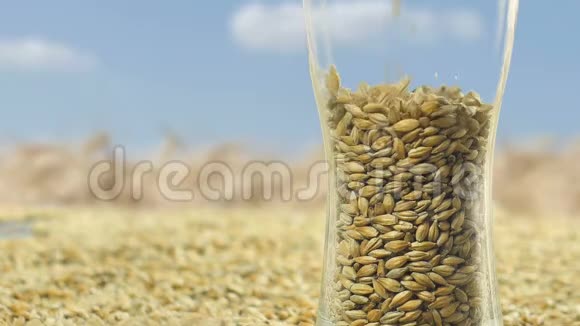 大麦麦芽在玻璃杯中用于制作工艺啤酒或威士忌对抗金田和谷物自然产品视频的预览图