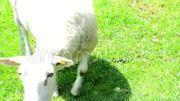 放牧绵羊视频的预览图