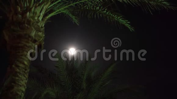 月光中绿掌树视频的预览图