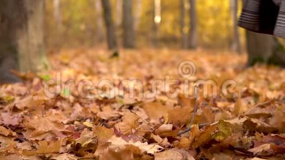 在秋天的森林里一个女人沿着黄色的落叶走着双腿合拢慢动作视频的预览图