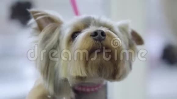 可爱的小约克郡猎犬梳着金属梳子在新郎专业的动物发型和造型可爱视频的预览图