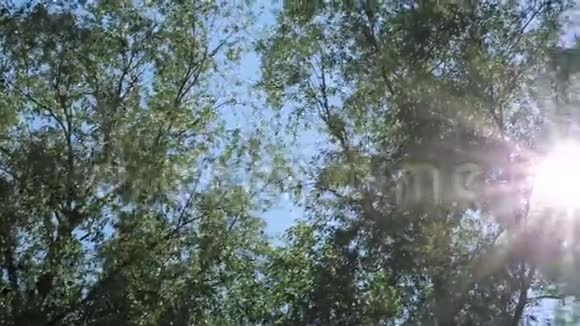 太阳光线穿过树木发出美丽的光视频的预览图