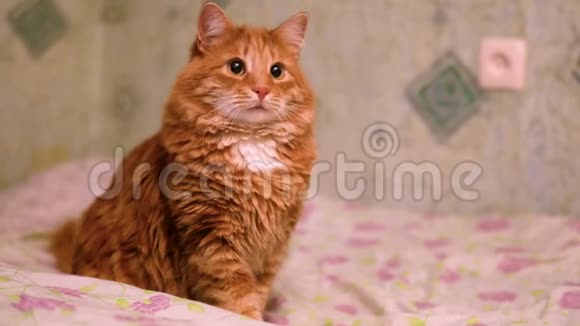 一只漂亮可爱的毛茸茸的姜猫在玩一个红点猫在玩激光指针家里的红猫在床上视频的预览图