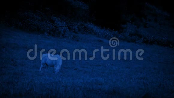 白马在夜间放牧视频的预览图