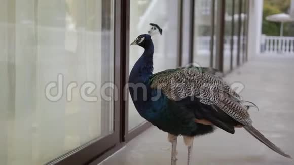 一只美丽的孔雀走在酒店窗户附近向里面望去视频的预览图
