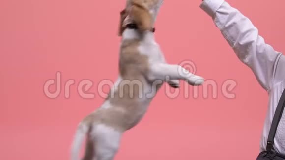 小男孩玩小猎犬教狗跳起来养宠物视频的预览图