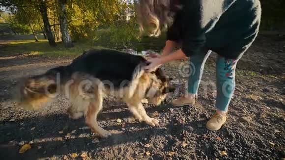 年轻女人在户外玩大狗女人在公园玩大牧羊人人类的宠物玩狗视频的预览图