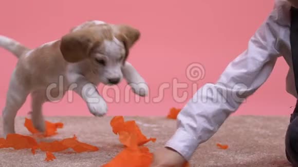 有趣的比格跳跃试图抓住明亮的纸柚子男孩与狗玩视频的预览图