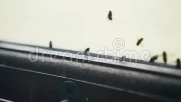 一群苍蝇在肮脏的窗户上酷炫的特写镜头视频的预览图
