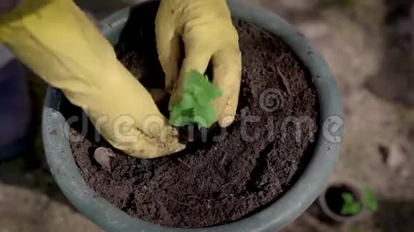 园艺师正在花园外的小花盆里的泥土中种植小芽的花朵用手特写视频的预览图