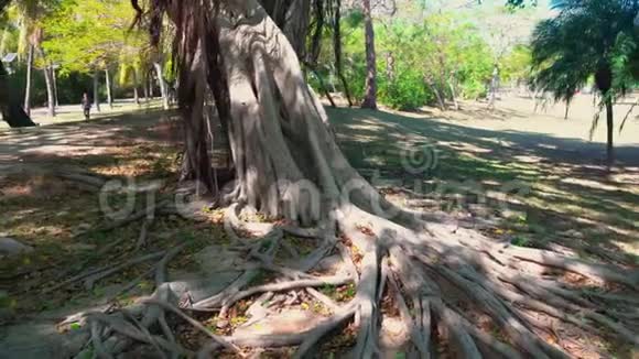三亚城市公园的巨树视频的预览图