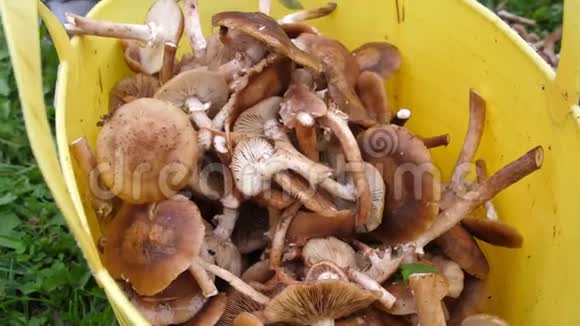 刚切好的蜜露扔进亮黄色的桶篮子里很多秋蘑菇收集到的蘑菇视频的预览图