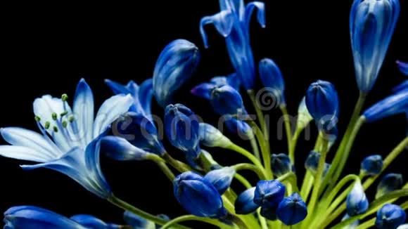 栀子花通常被称为尼罗河百合花在黑色背景上的时间流逝视频的预览图
