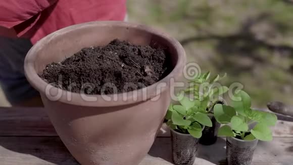 人类正在为在陶瓷锅中种植绿色小植物准备土壤用黄手套详细观察手部情况视频的预览图