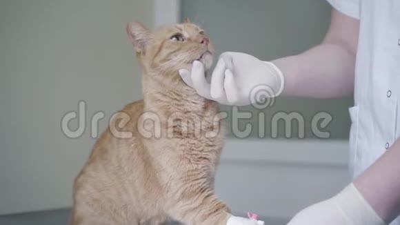 医生双手用橡胶手套检查坐在手术台上的姜猫动物有视频的预览图