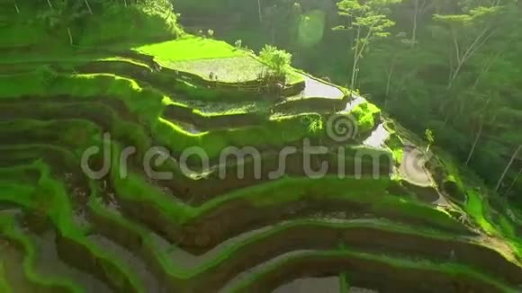 印尼巴厘岛稻田空中射击圈绿色稻田视频的预览图