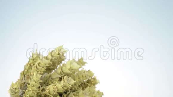 希腊山茶分离在白色背景与透明杯天然凉茶视频的预览图